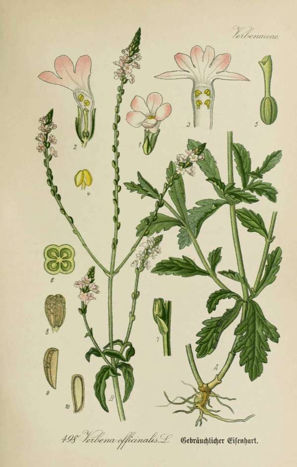 Gyógynövények, homeopátia, népi gyógyászat -43 – Közönséges vasfű Dr. Thomé  Botanika